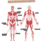 Diagrama sobre los músculos que más trabajan en las caídas laterales.